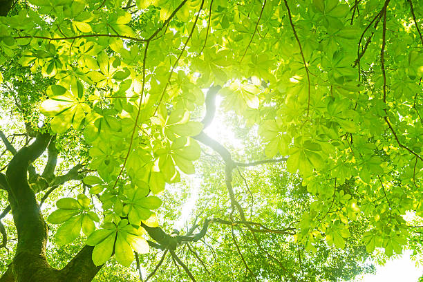 frais de green tree - photosynthèse photos et images de collection