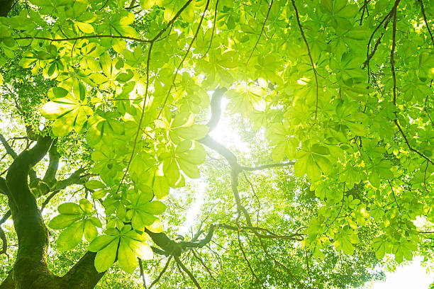 albero verde fresco - vibrant color horizontal japan branch foto e immagini stock