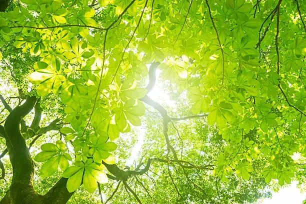 Fresh green tree.  Image of an ecology