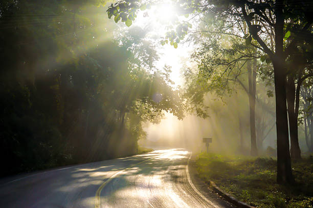 Fog in morning sunshine on the road alone.