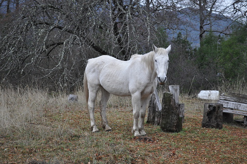 Wild white horse in the forest