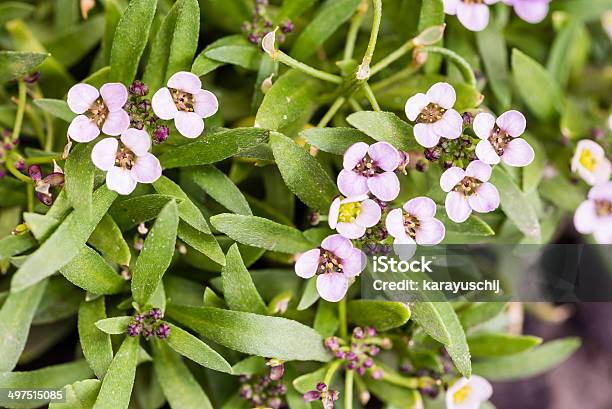 Kleine Rosa Blumen Stockfoto und mehr Bilder von Baumblüte - Baumblüte, Blume, Blütenblatt