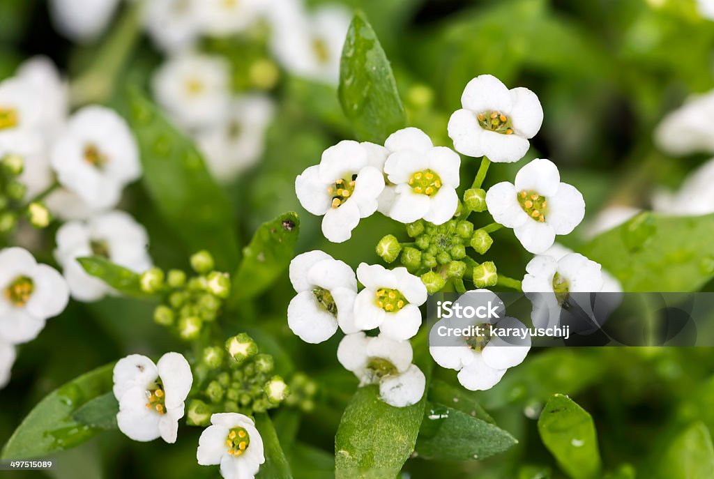 Petites fleurs blanches - Photo de Angélique libre de droits