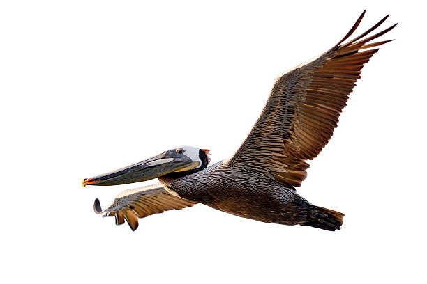 istock Brown Pelican in Fligh 497515141