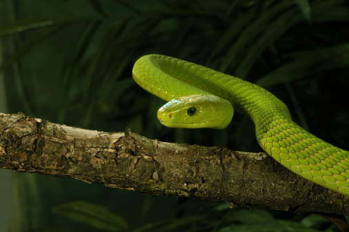 Venomous East African Green Mamba Snake