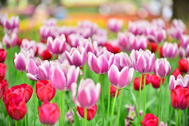 istock Tulip Flower Garden 497515509