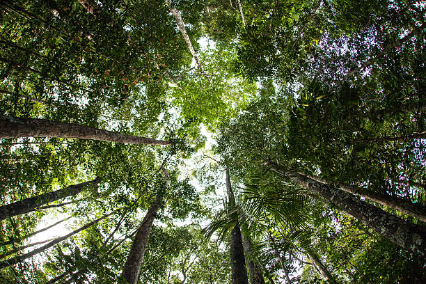 istock Green Canopy of Rainforest 497515806