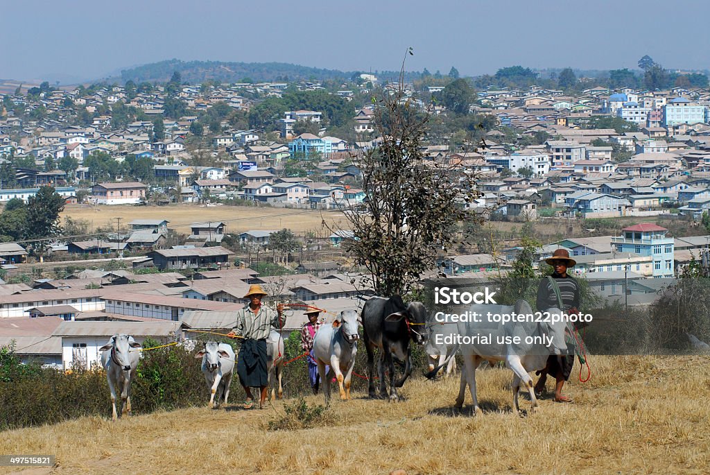 Man bringing his ox to market. Kalaw,Myanmar-February 2,2014 : Unidentified people bringing his ox for sell to traditional buffalo and ox market on February 2,2014 in Kalaw city,Myanmar. Myanmar Stock Photo