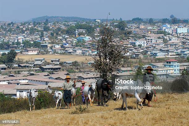 Man Bringing His Ox To Market Stock Photo - Download Image Now - Myanmar, Old, Town