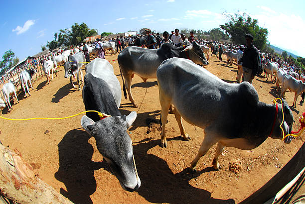 Kalaw,Myanmar-February 2,2014 : Unidentified people buying and selling buffalo and ox at traditional buffalo and ox market on February 2,2014 in Kalaw city,Myanmar.This is the famous traditional market in Kalaw.