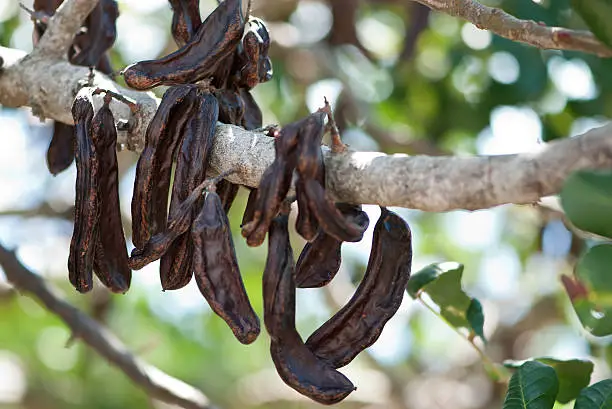 Photo of carob, Ceratonia siliqua