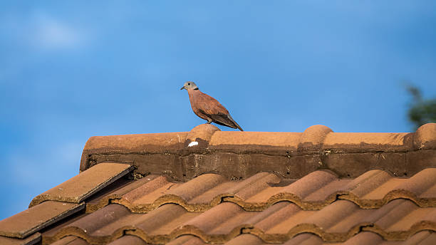 Pigeons on a crest Columba livia forma domestica