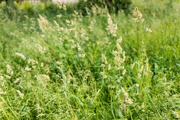 istock Gramineae in the Meadow 497516337