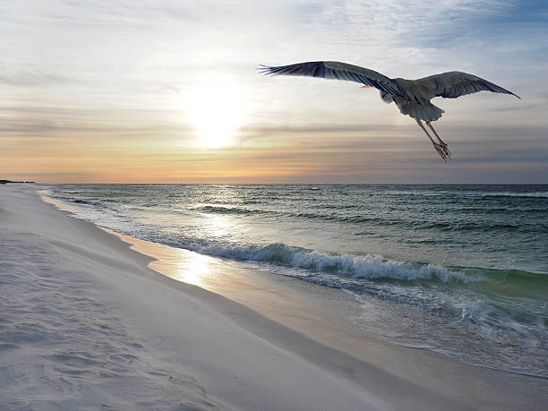 istock Great Blue Heron Flies Over White Sand Beach at Sunrise 497516468