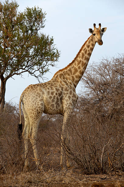 istock Giraffe at Kruger National Park, South Africa 497516480