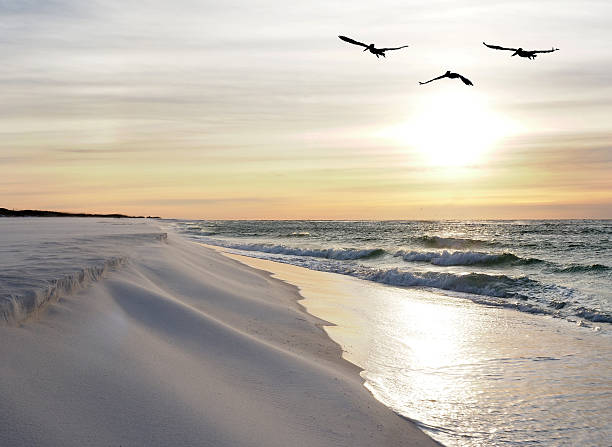 istock Pelicans Fly Over White Sand Beach at Sunrise 497516538