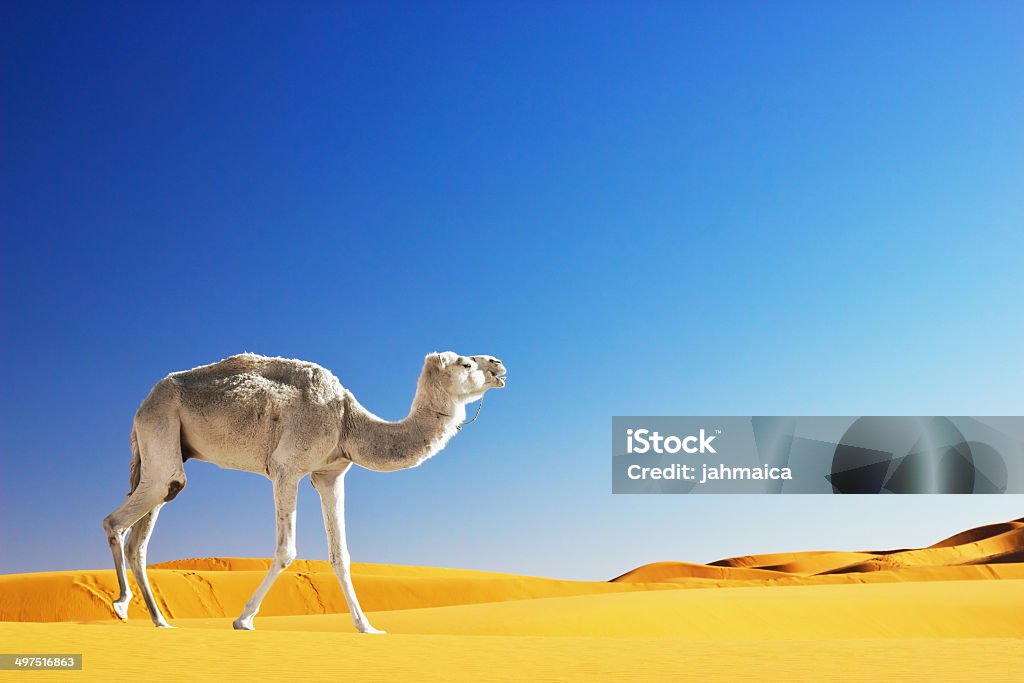 Camel in the desert Camel in the Sahara desert, Morocco Desert Oasis Stock Photo