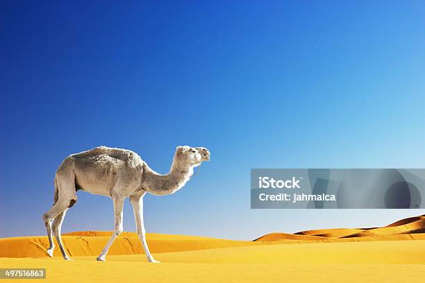 Camel In The Desert Stock Photo - Download Image Now - Desert Oasis, Desert Area, Dromedary Camel