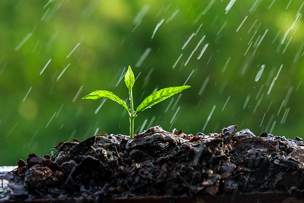 istock Green sprouts in the rain 497516972