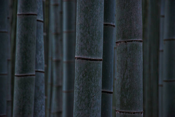 Bamboo forest stock photo