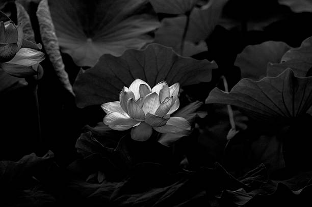Shows a lotus flower in black and white, glowing in the dark.