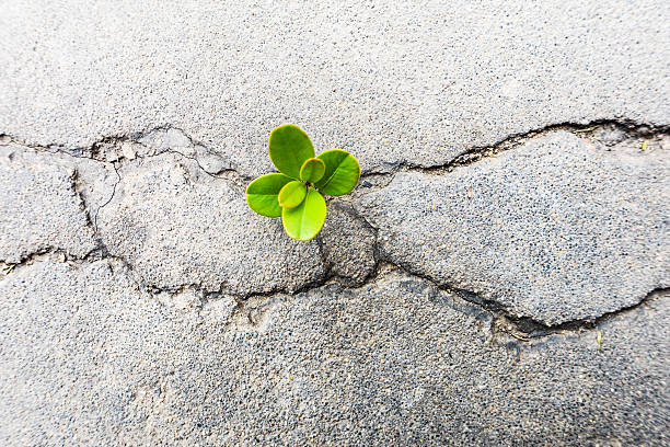 istock Fresh plant growing out of concrete 497518804