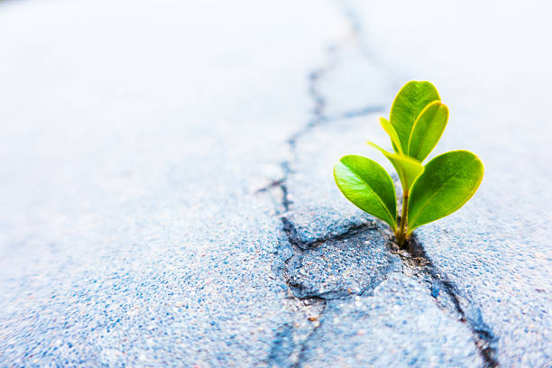 istock Fresh plant growing out of concrete 497518840