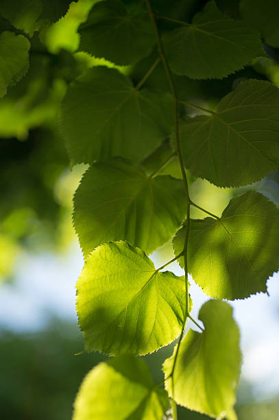 Green leaves bathed in light stock photo