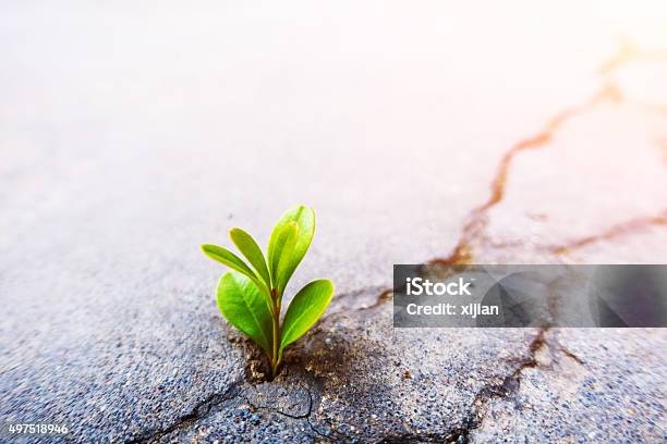 Fresh Plant Growing Out Of Concrete Stock Photo - Download Image Now - Concepts, Conquering Adversity, Plant