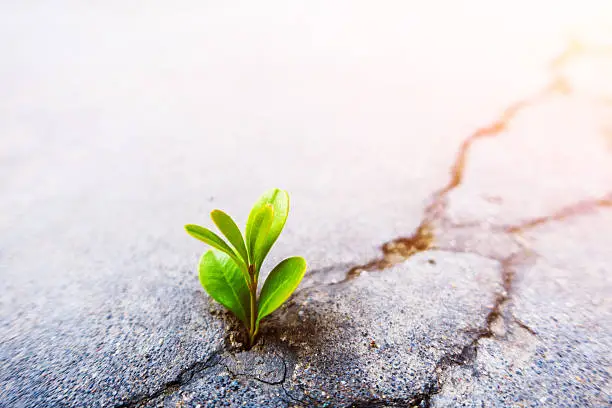 Photo of Fresh plant growing out of concrete