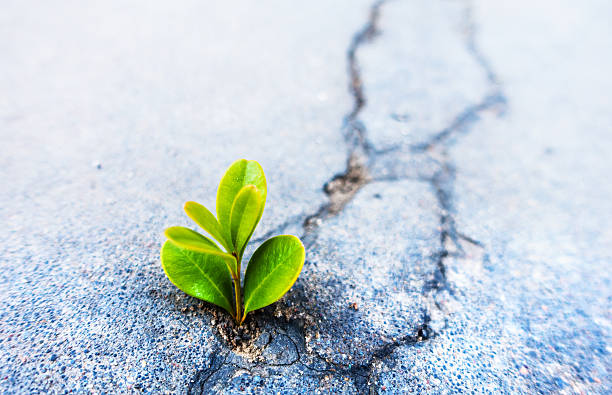 istock Fresh plant growing out of concrete 497518980