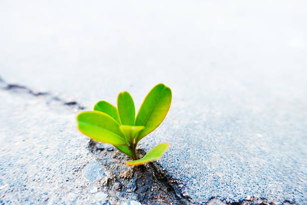 istock Fresh plant growing out of concrete 497519074