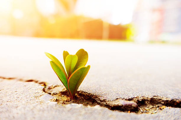 Fresh plant growing out of concrete