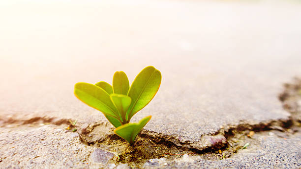 istock Fresh plant growing out of concrete 497519172