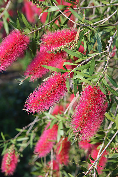 Flowering Pink Bottlebrush stock photo