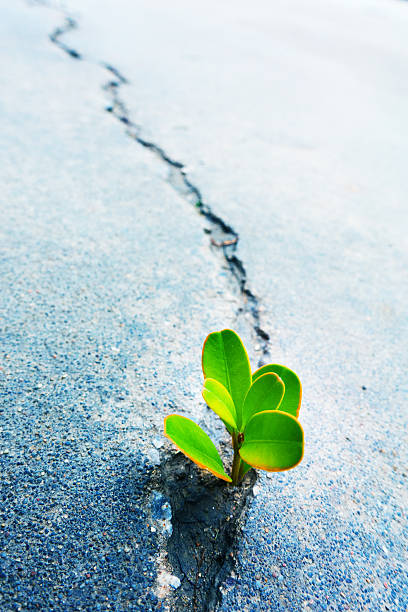istock Fresh plant growing out of concrete 497519288