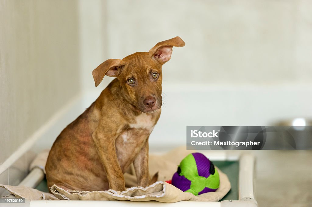 Abri pour chien - Photo de Chien libre de droits