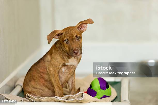 Shelter Dog Stock Photo - Download Image Now - Dog, 2015, Abandoned