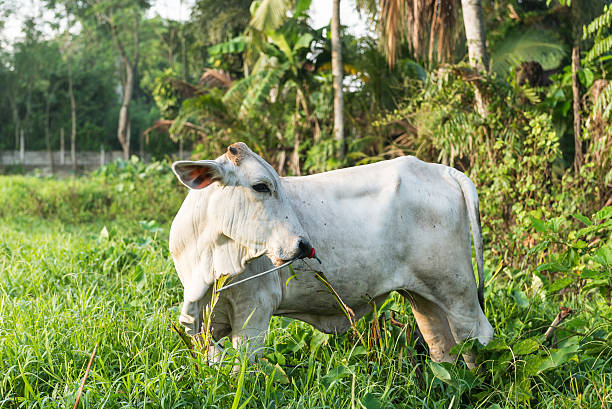 vaca en el campo - wyreema fotografías e imágenes de stock