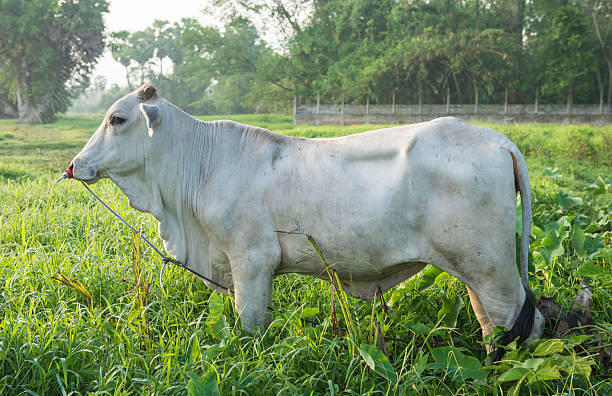 vaca en el campo - wyreema fotografías e imágenes de stock