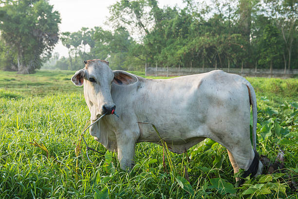 vaca en el campo - wyreema fotografías e imágenes de stock