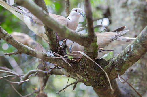 Two Mourning Doves Building a Nest