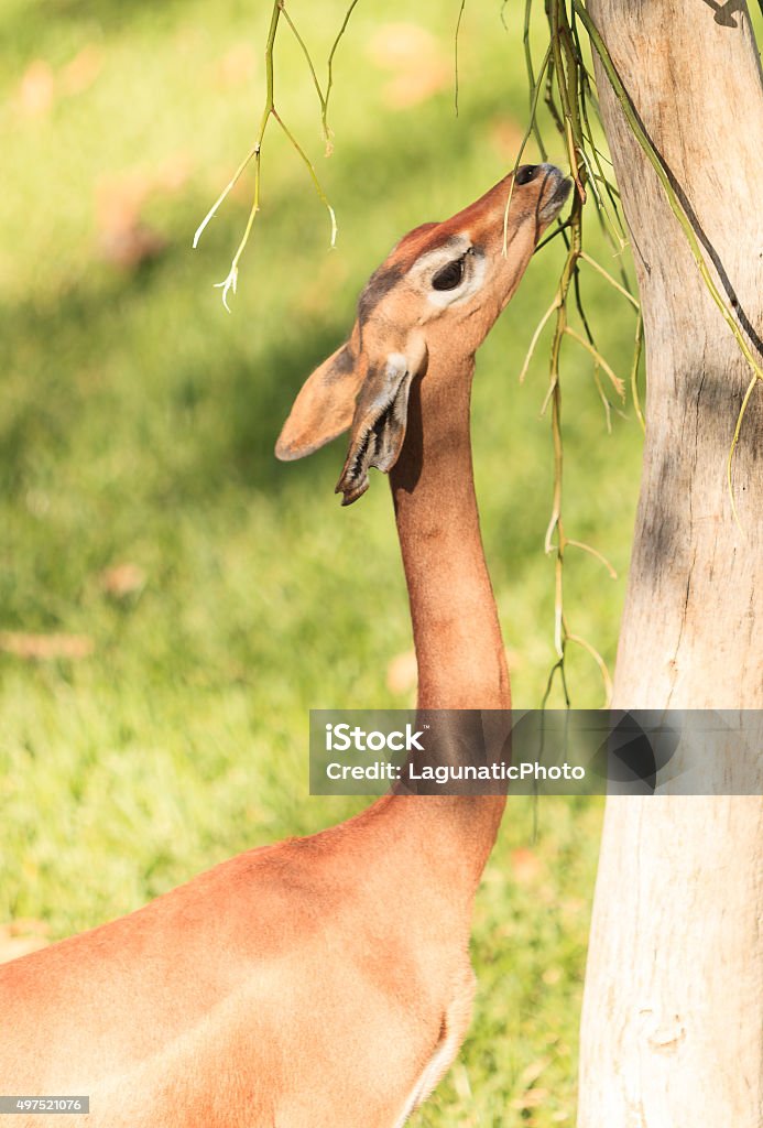 Gazela-Girafa, Litocranius walleri Sul - Foto de stock de 2015 royalty-free