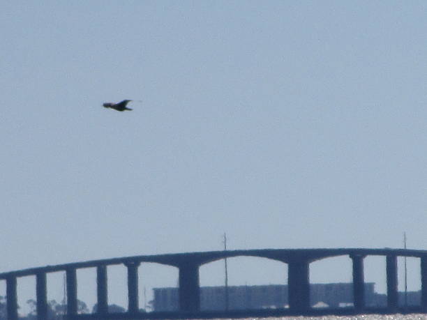 istock BRIDGE NEAR DAUPHIN ISLAND 497521476