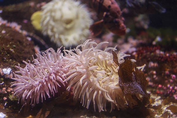 istock Pink anemone, Urticina crassicornis 497522030