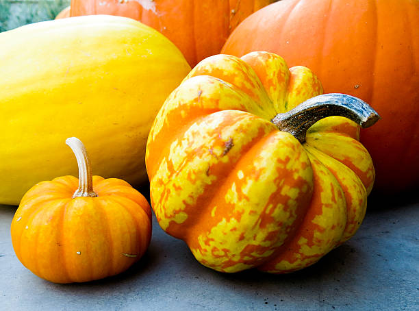 istock Bright yellow and orange mini pumpkins 497522420