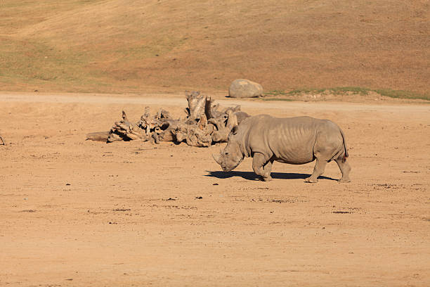 istock White African rhinoceros, Ceratotherium simum 497522706