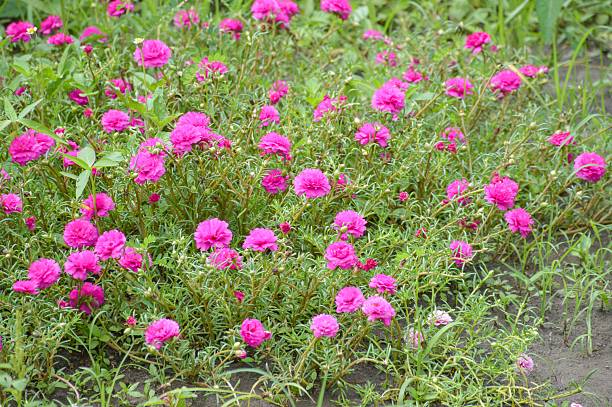 istock pink Pusley flower in garden 497523566