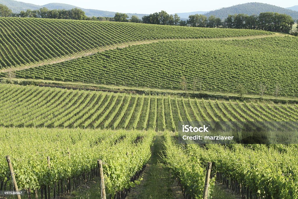 Viñedos de Toscana - Foto de stock de Agricultura libre de derechos