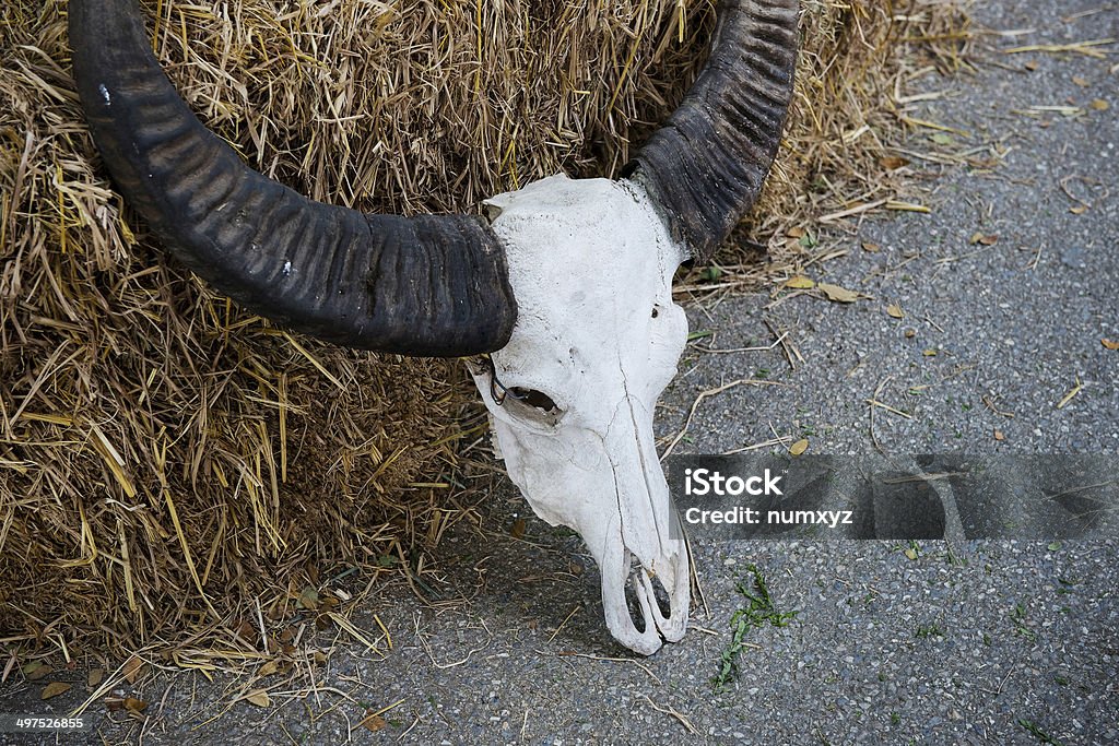 Buffalo teschio è stato collocato all'interno della paglia - Foto stock royalty-free di Ambientazione esterna